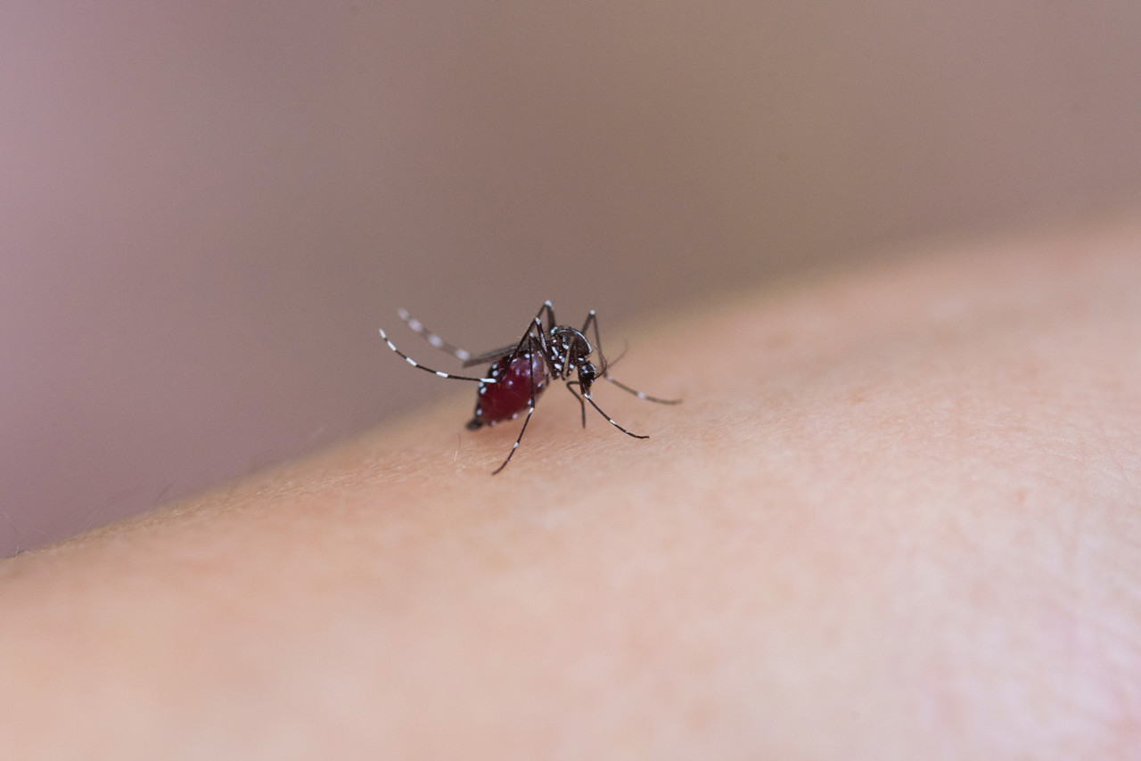 又到“世界蚊子日” 蚊媒传染病知多少