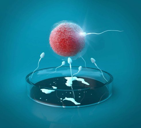 试管婴儿胚胎的鉴定及分级
