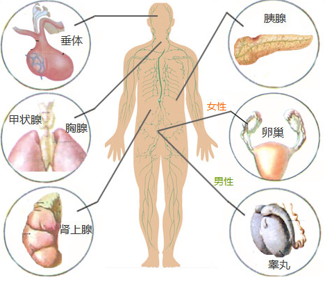 生长激素