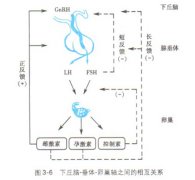 月经周期的调节