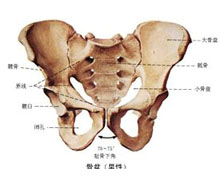 骨盆--病因病理