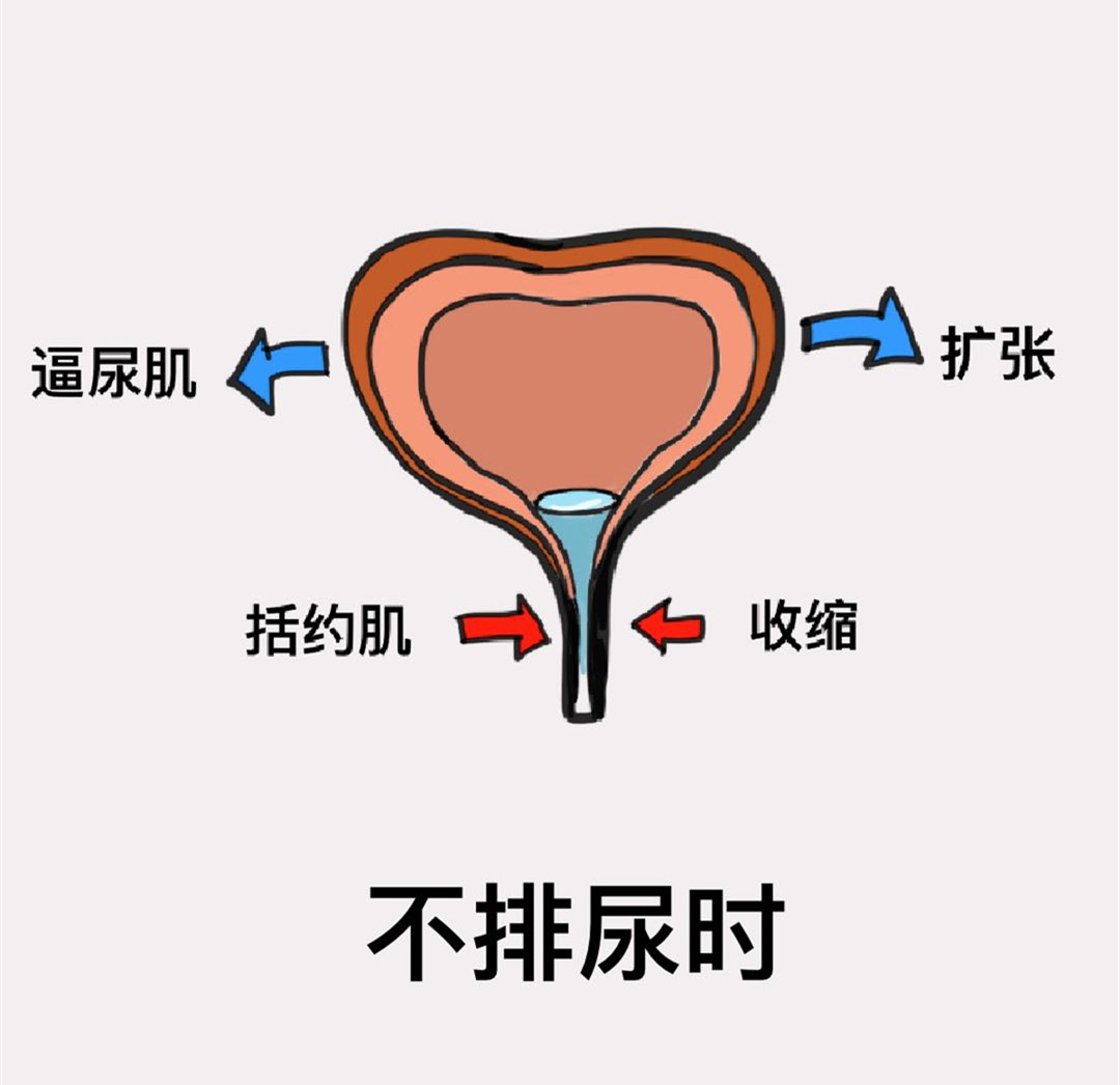 女用站式小便器 - 快懂百科