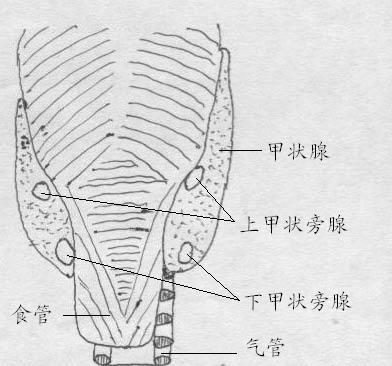 这些症状出现时要注意甲状旁腺疾病！