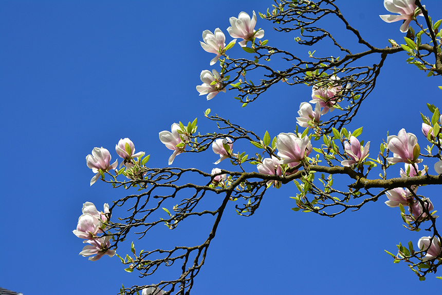 4月11日上海市金山区首次实现当天的社会面动态清零