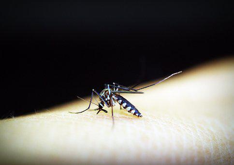 4·25世界防治疟疾日：青蒿素是中国首先发现并成功提取的特效抗疟药