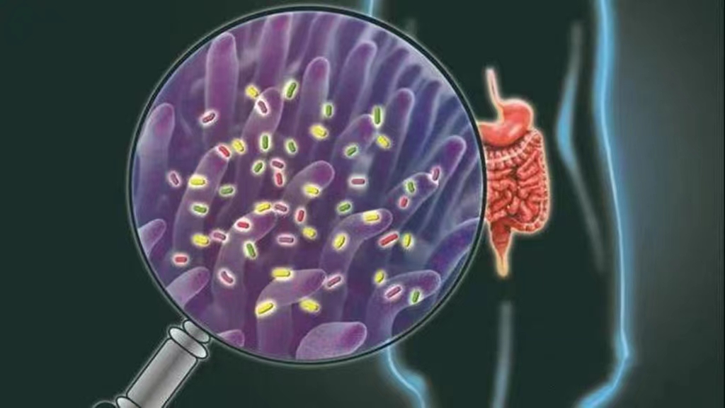 肠道菌群可帮助人体抵御病毒感染